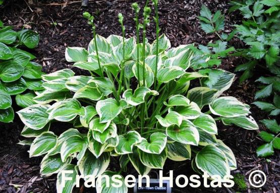 Hosta Chi-Town Classic